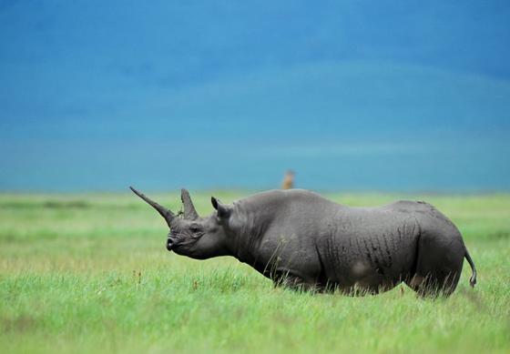 跟哪吒有关的动物,真正有哪吒吗