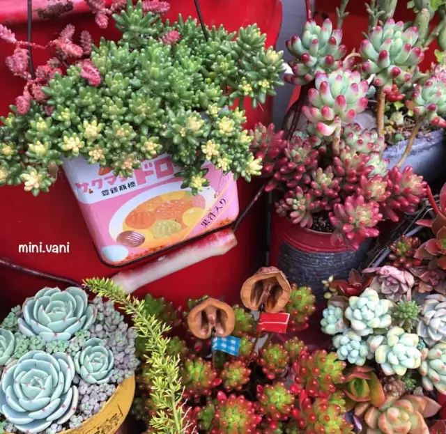 当破铜烂铁碰上多肉，这美度居然还能翻倍