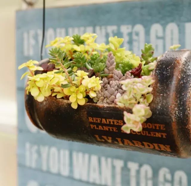 当破铜烂铁碰上多肉，这美度居然还能翻倍