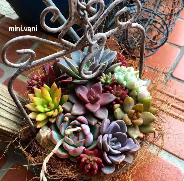 当破铜烂铁碰上多肉，这美度居然还能翻倍