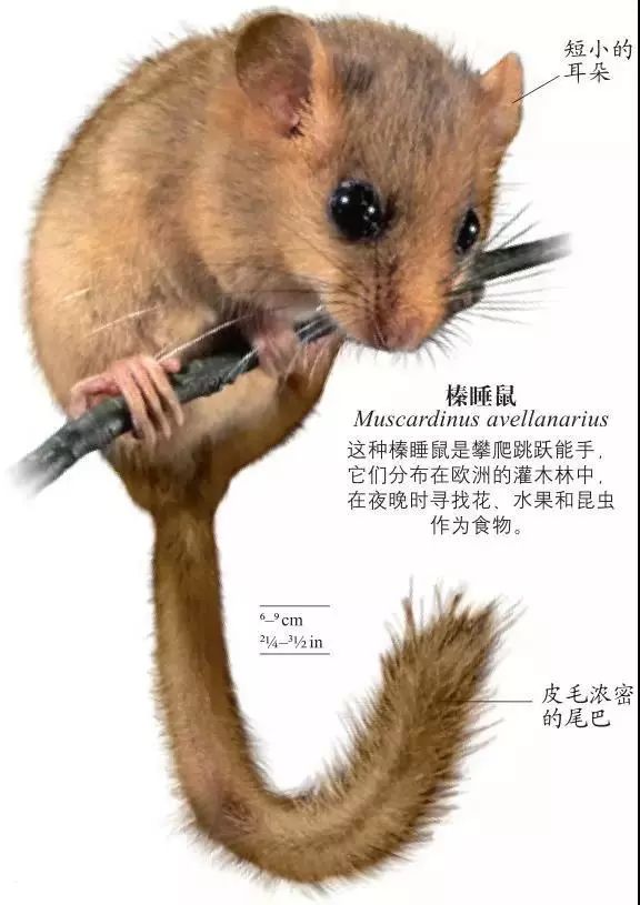 dk博物大百科有没有必要买,dk博物大百科火爆