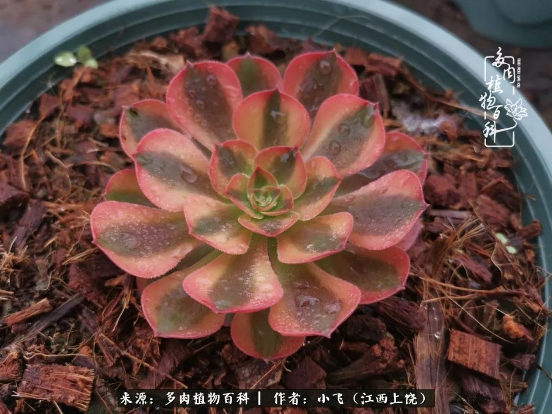 多肉法师品种科普之常见法师锦,法师多肉新品种锦光辉