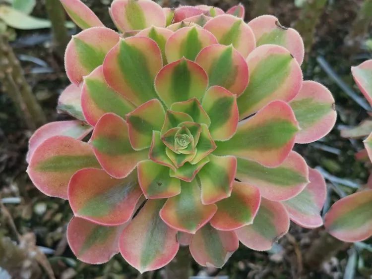 多肉法师品种科普之常见法师锦,法师多肉新品种锦光辉