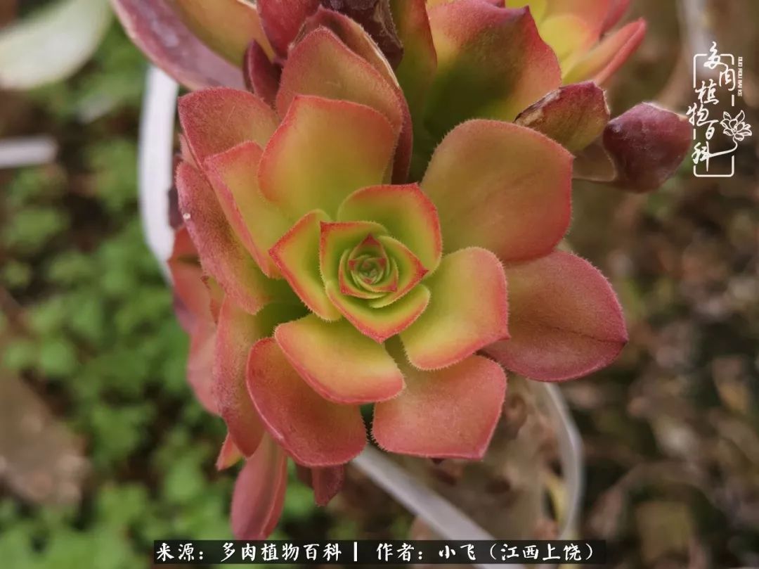 多肉法师品种科普之常见法师锦,法师多肉新品种锦光辉