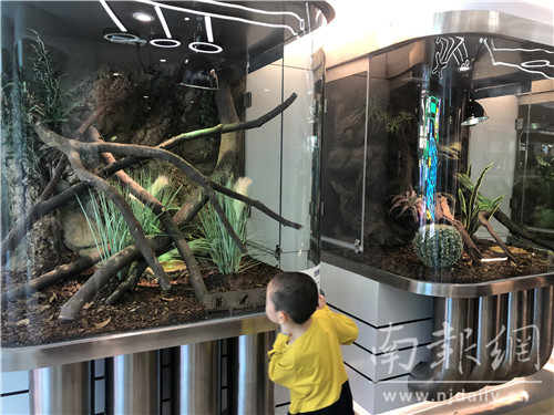 为小动物建造豪宅,为小动物建个房子