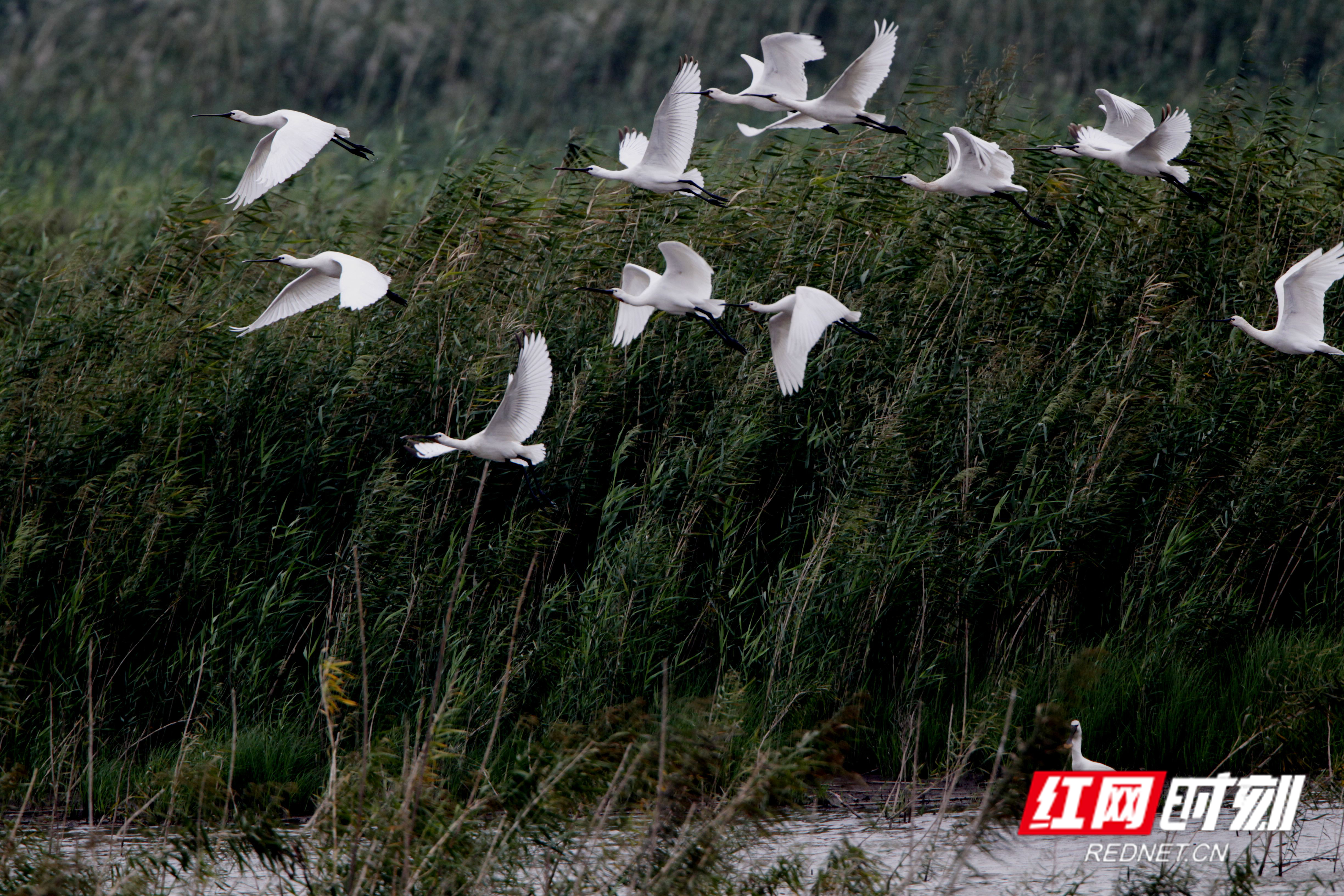 益周美景｜益阳的天然“氧吧”在哪里？沅江南洞庭湖湿地告诉你答案