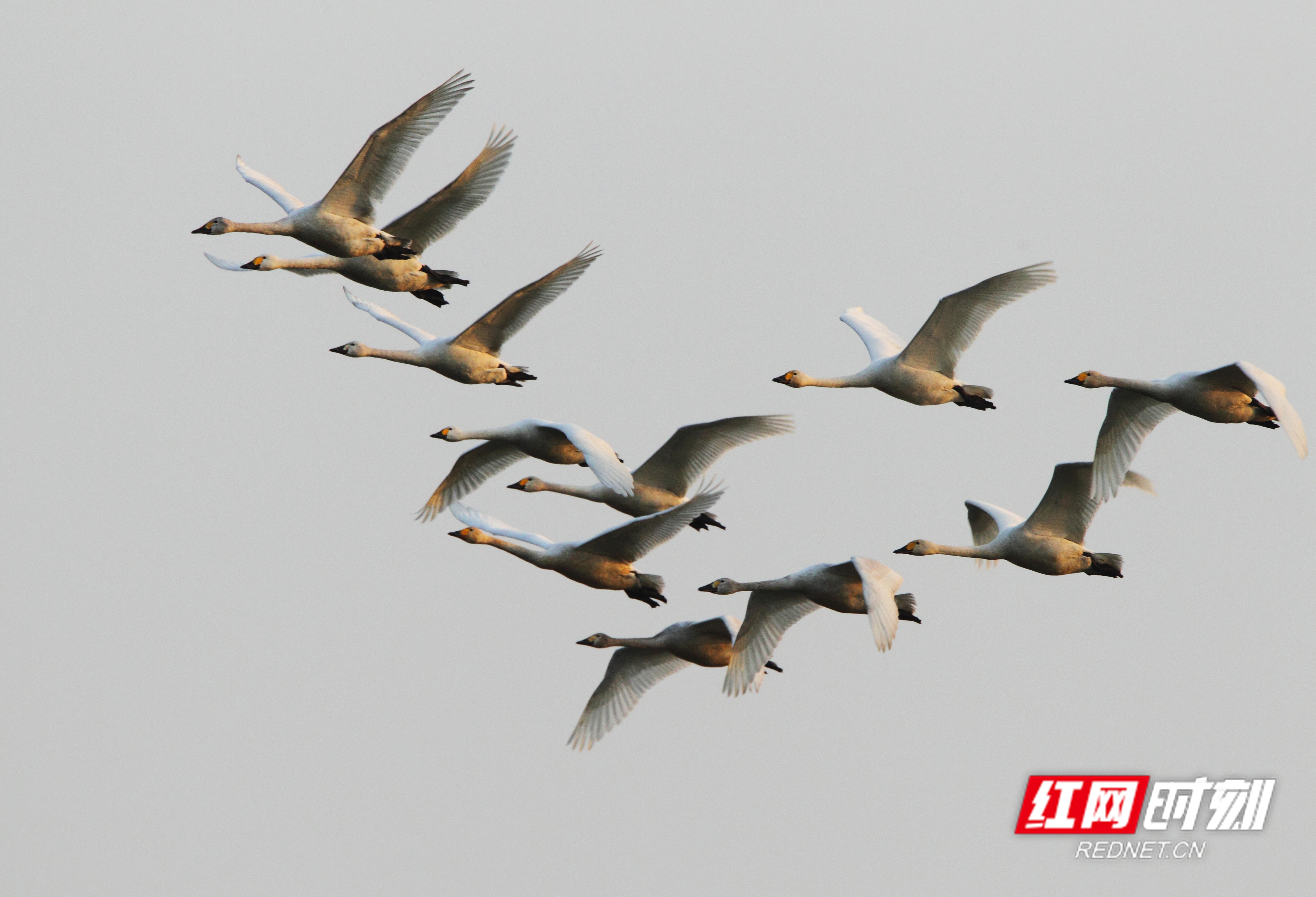 益周美景｜益阳的天然“氧吧”在哪里？沅江南洞庭湖湿地告诉你答案