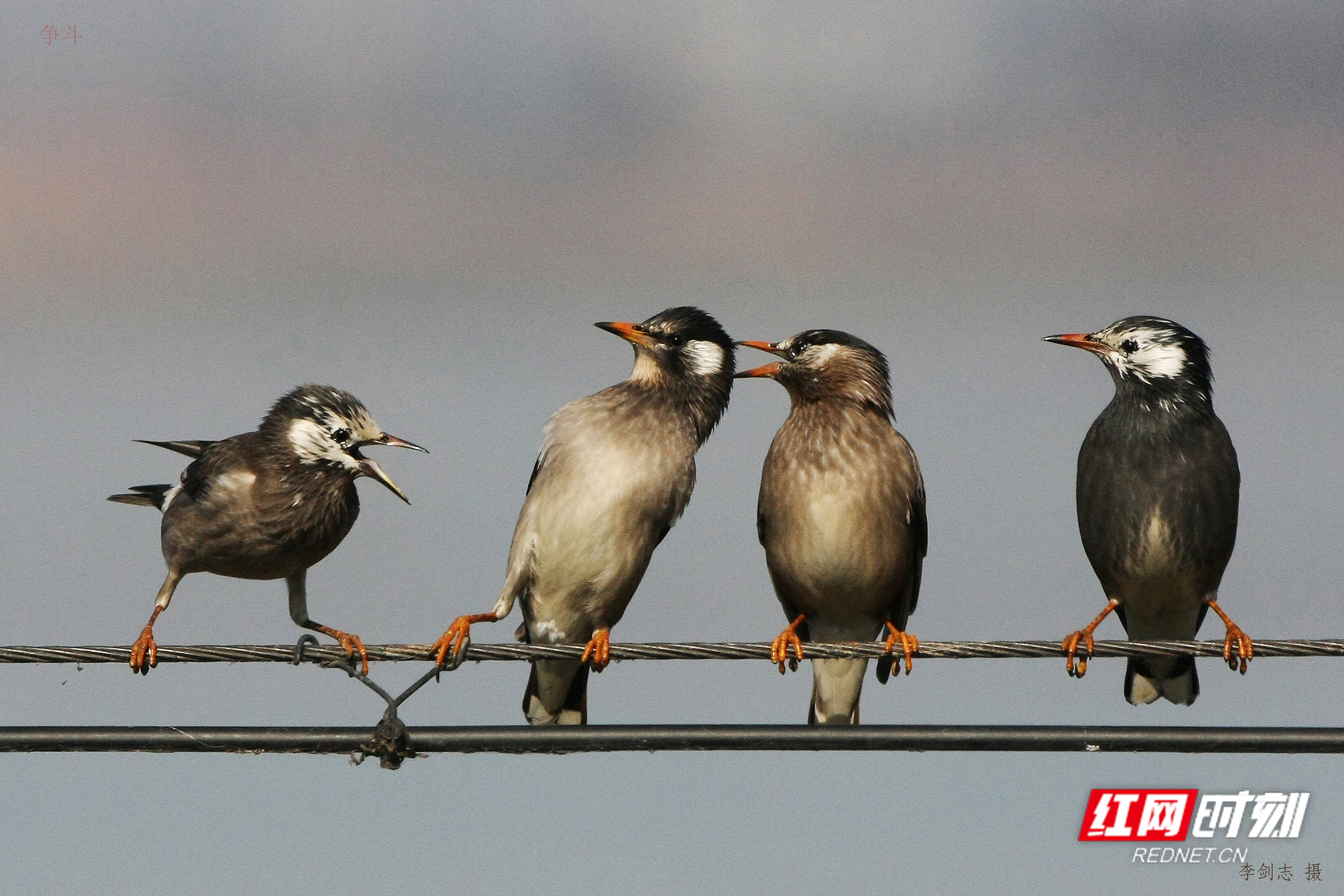益周美景｜益阳的天然“氧吧”在哪里？沅江南洞庭湖湿地告诉你答案