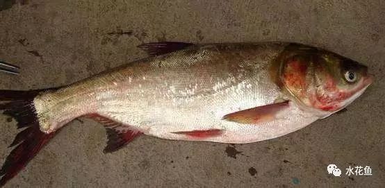 鲢鳙鱼出血病,花白鲢败血症