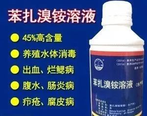 鲢鳙鱼出血病,花白鲢败血症