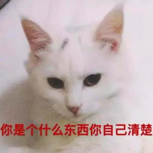 千万别养猫,来自万千网友的血泪控诉