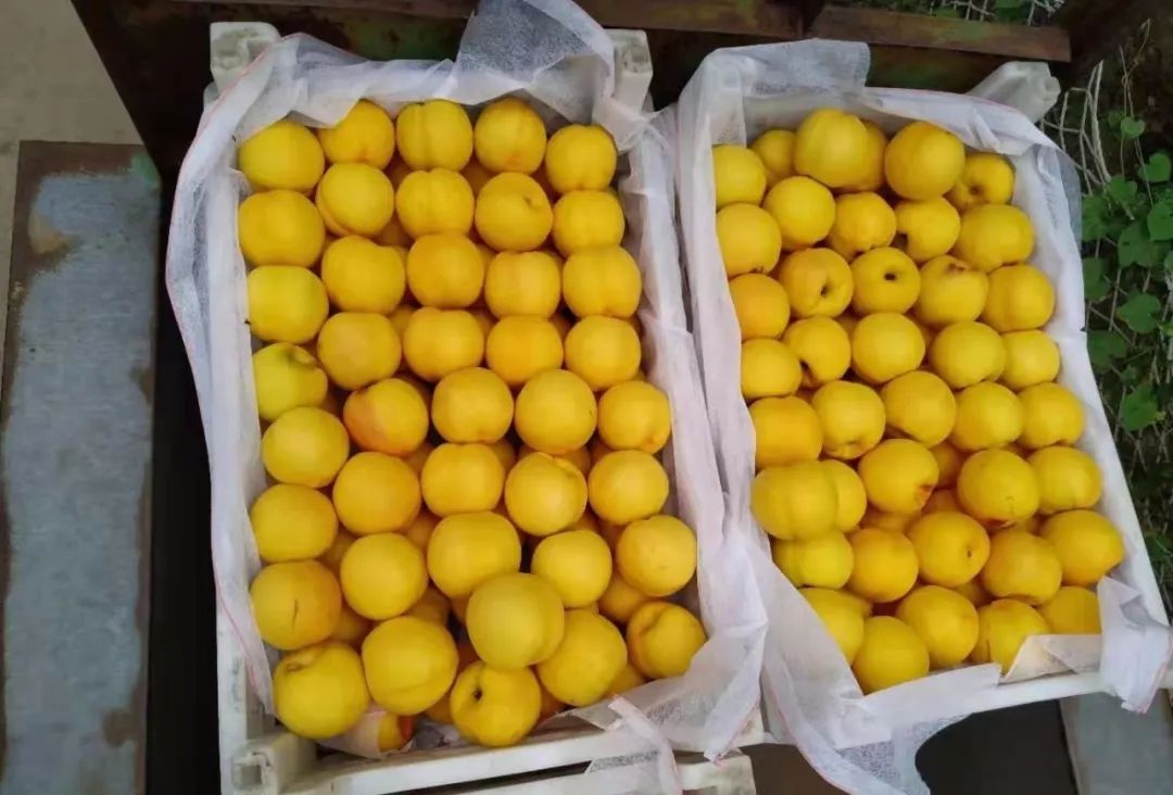 沂源鲜桃“甜上天”了，快让大家都知道