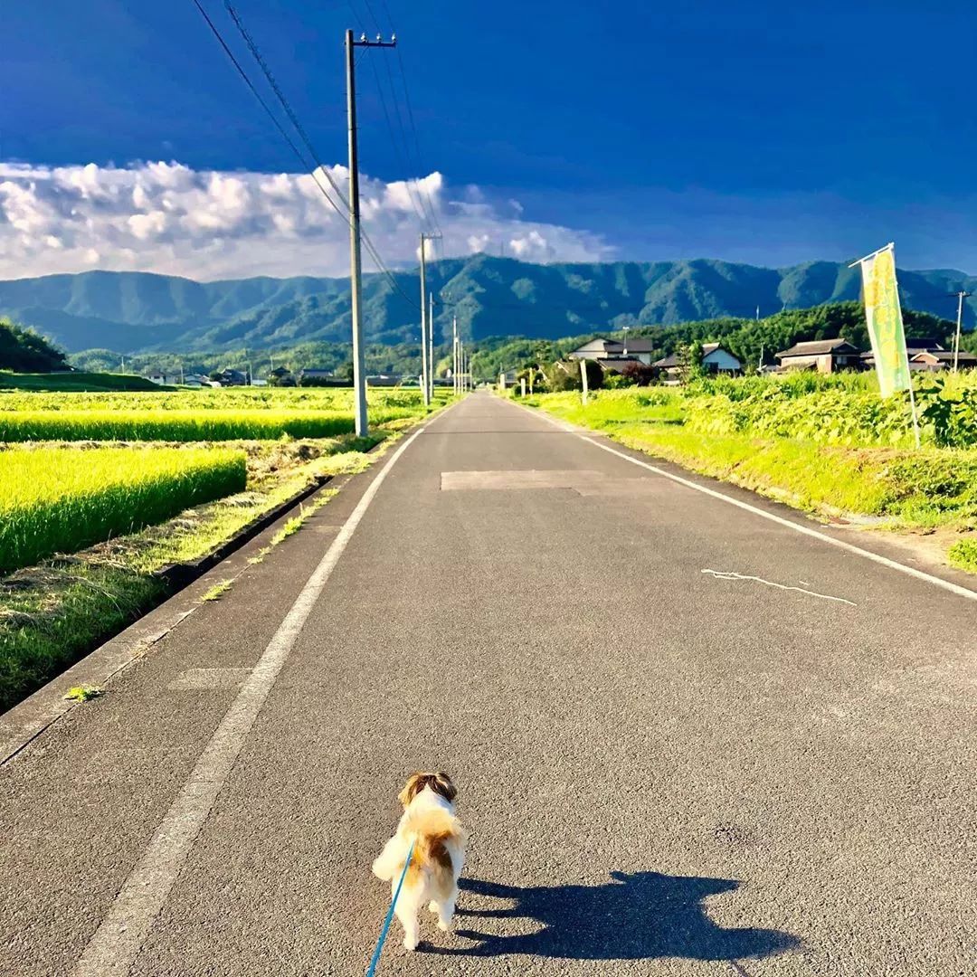 日本10条最好看电车线路,日本特急电车