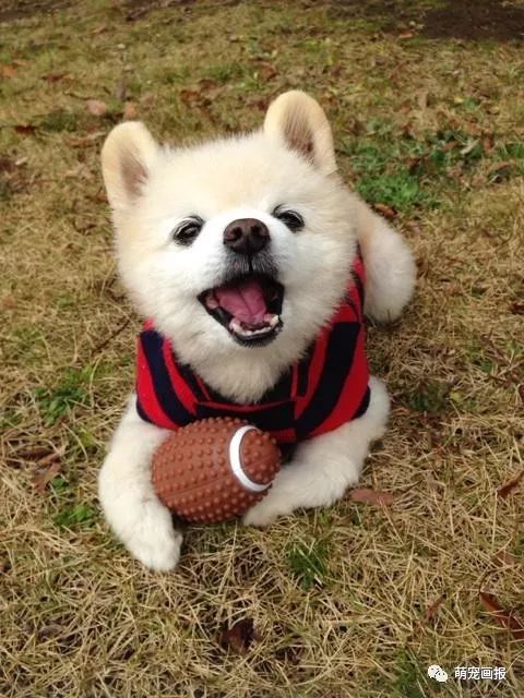 博美犬俊介君,日本博美犬俊介君