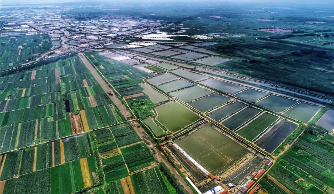 闈掑矝榛勫矝澶ф鍏绘瀛愯煿,闈掑矝姊瓙锜规渶澶ф湁澶氬ぇ