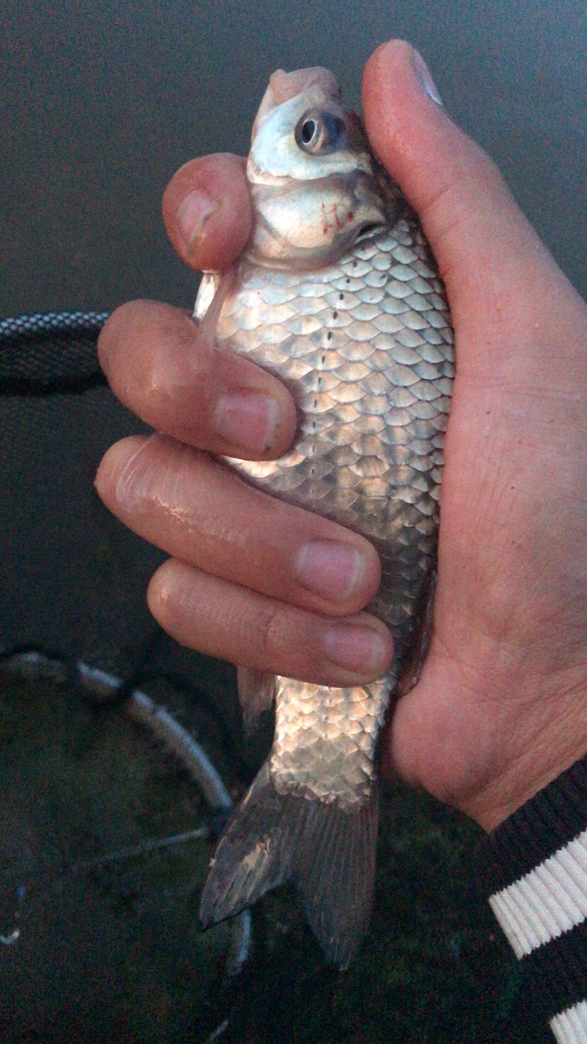 水库夜钓鲤鱼草鱼视频,水库夜钓大鲤鱼