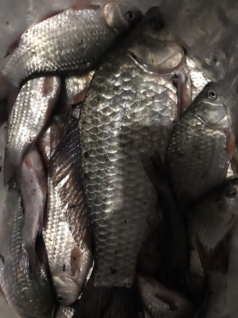 水库夜钓鲤鱼草鱼视频,水库夜钓大鲤鱼