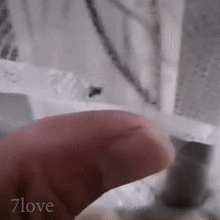 蚊子不会咬人吗,超级讨厌蚊子如何把蚊子赶尽杀绝