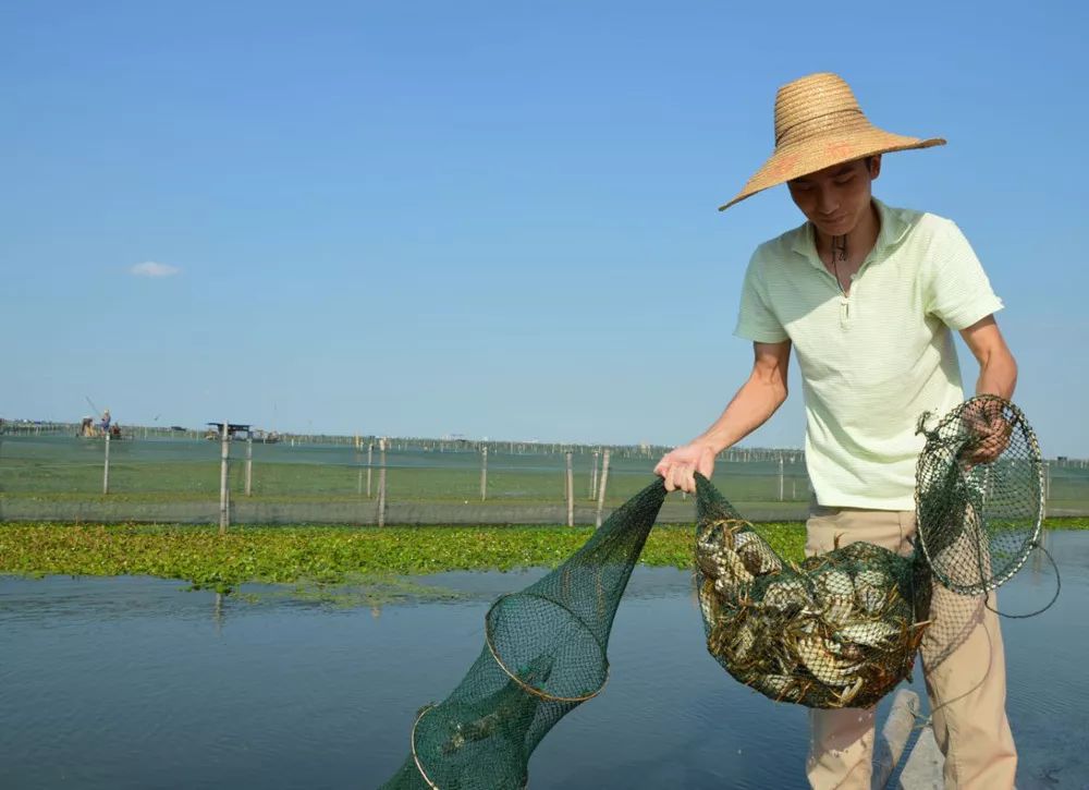 阳澄湖大闸蟹大部分是洗澡蟹吗,阳澄湖大闸蟹洗澡