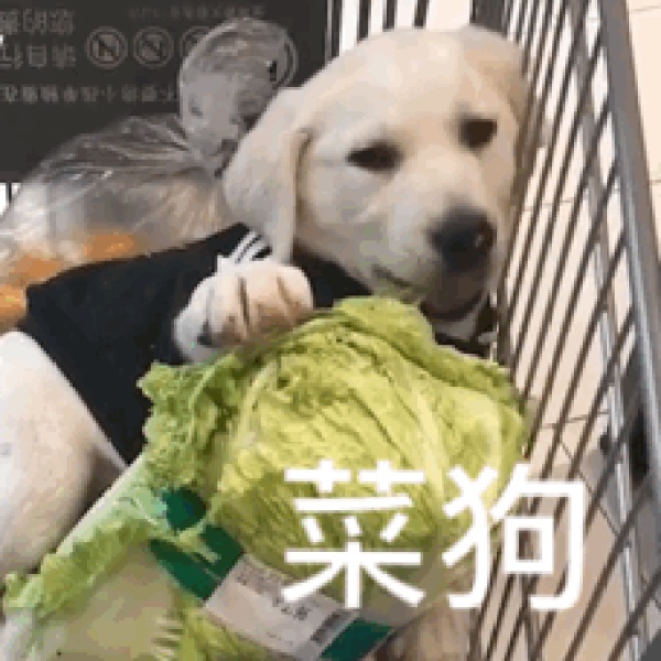 costco开业半天被买停罐车,costco开市第三天