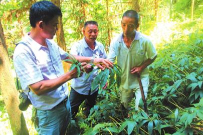 重楼林下种植技术管理,种植重楼的技术全过程