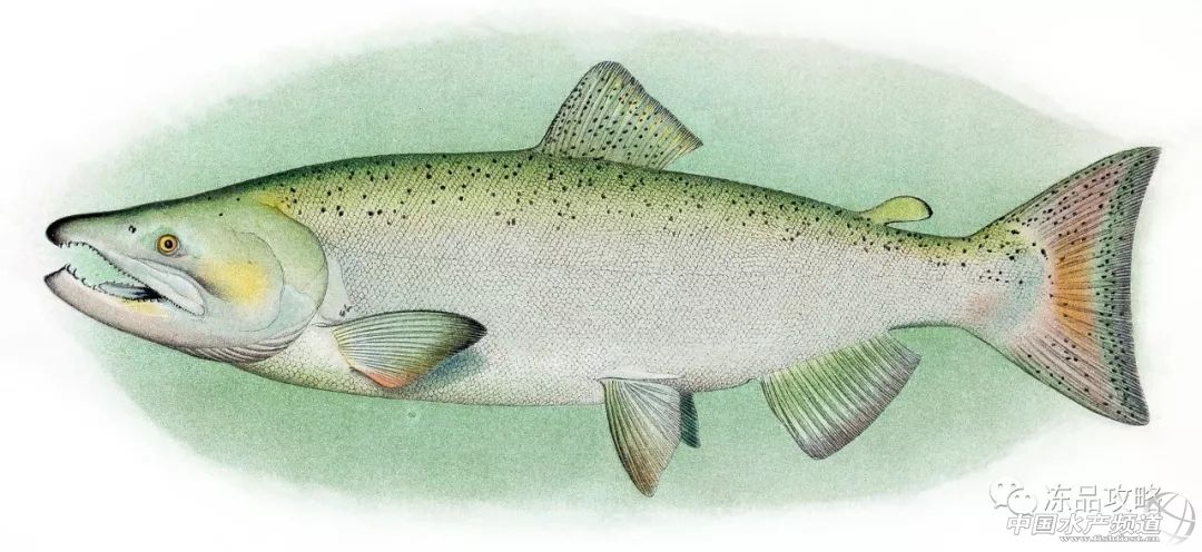 冰冻三文鱼的10种吃法,三文鱼如何挑选最好