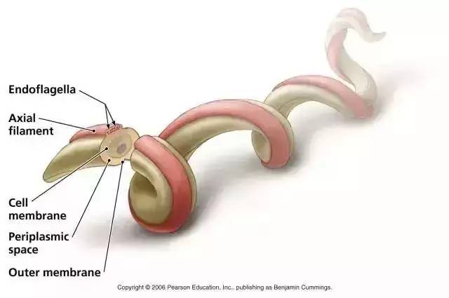 诺贝尔奖免疫治疗法,以毒攻毒效果甚微