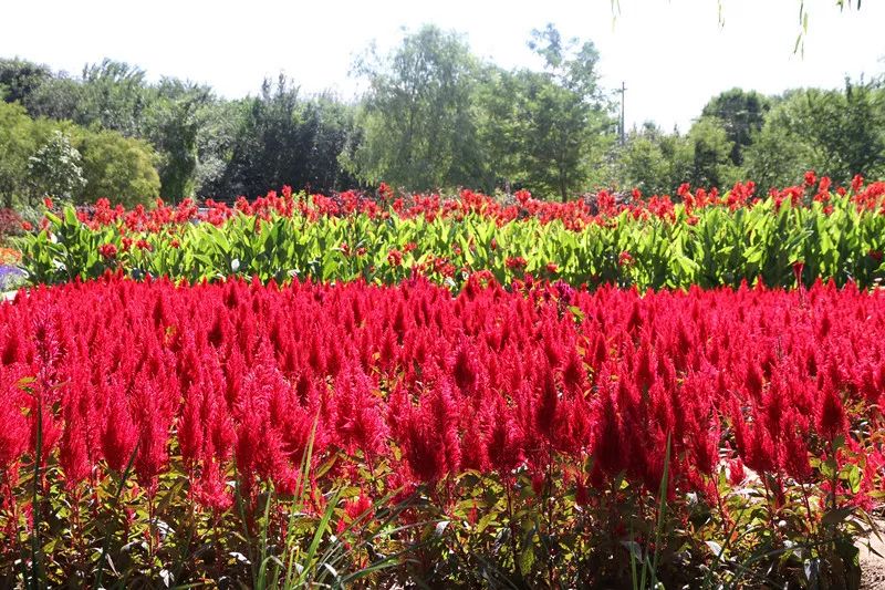 包头花海景点,包头花海美景