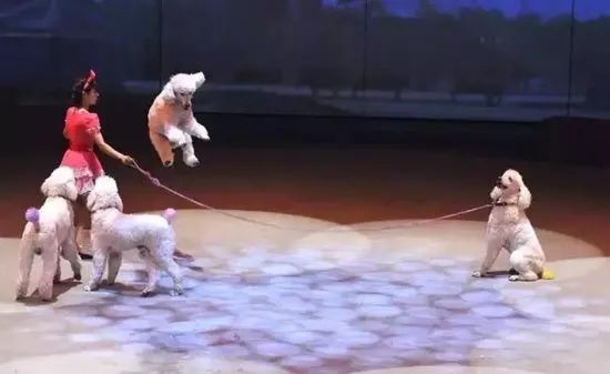 平湖免费景点推荐一下,平湖周边最近的动物园