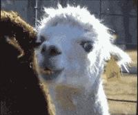 舶来品是真的吗,海外舶来品