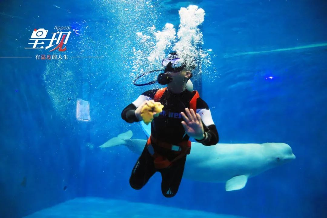 呈现|从海军战士到“海豚恋人”,人鱼相眷,恰似你的温柔……