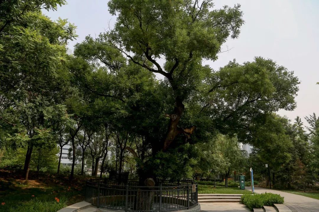 庆丰公园里的“活*物文**”文槐：将情怀刻在了骨子里