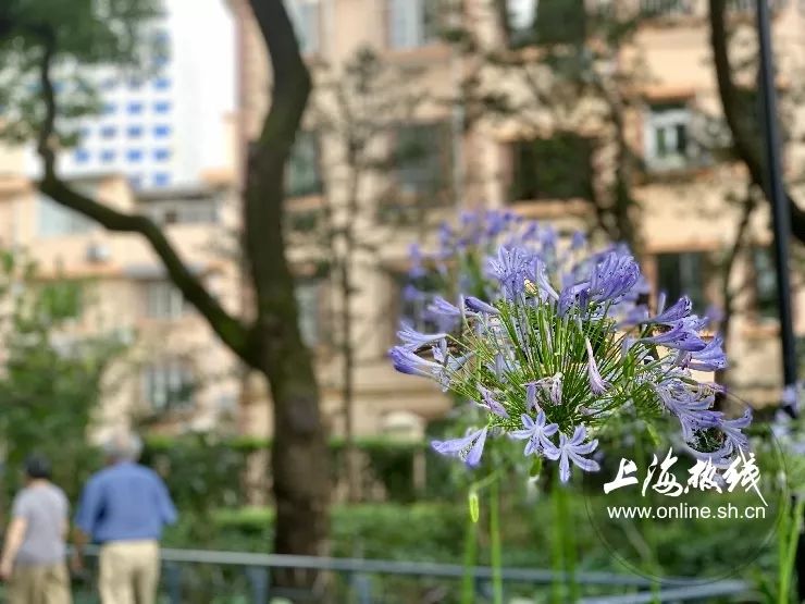 TA藏在静安，可能是市中心最袖珍公园，重温老上海的儿时记忆