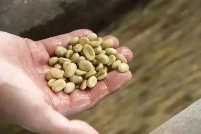咖啡亲身体验制作过程,咖啡采摘方式及具体操作过程
