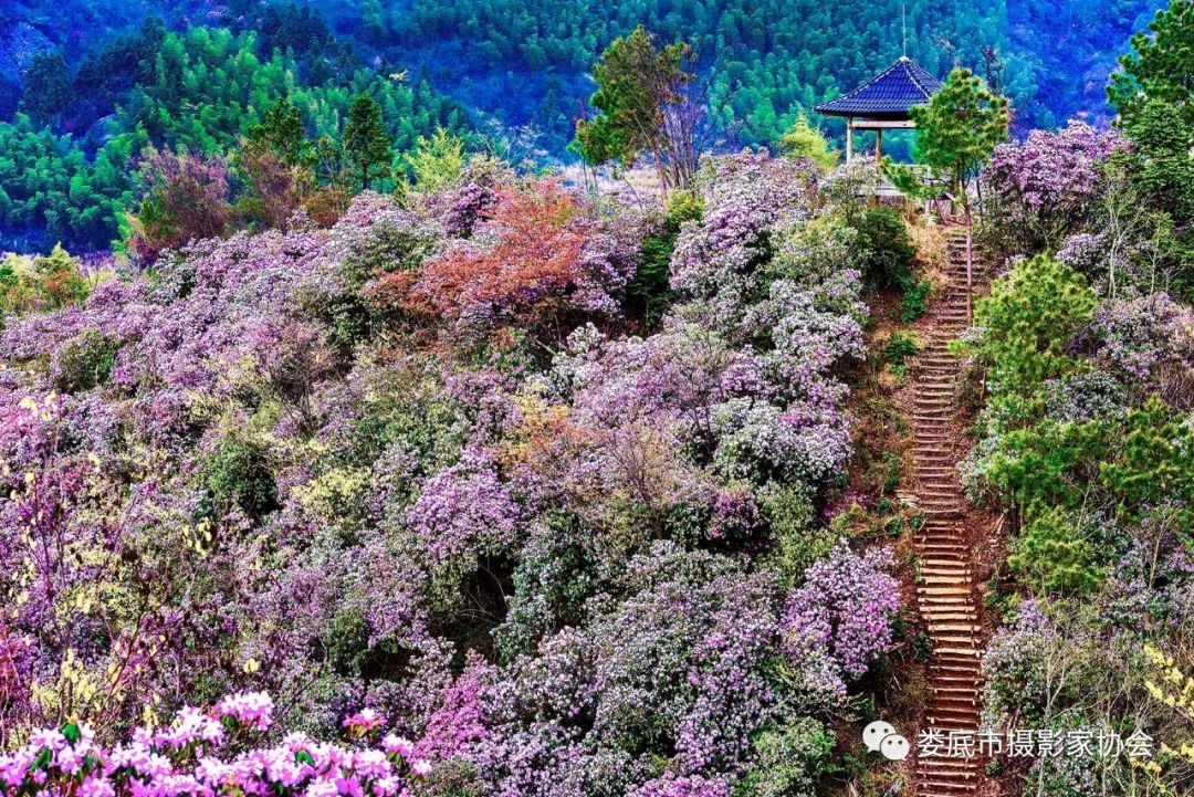 生态娄底美丽家园——【壮丽70年奋斗新时代】娄底首届风光摄影作品展览生态小品作品选登