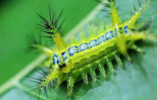 南方人的小吃vs北方人的小吃,南方人眼中的北方小吃