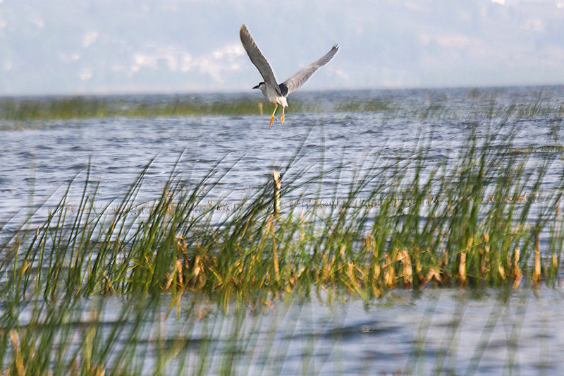 滨州市朗诵协会新年诗会,滨州诗词朗诵协会
