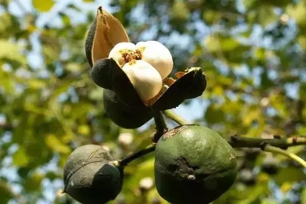 一文说清,各种漆的特点及图片