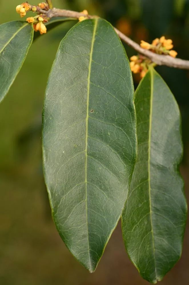 中秋佳节,聊一聊桂花的那些事儿~