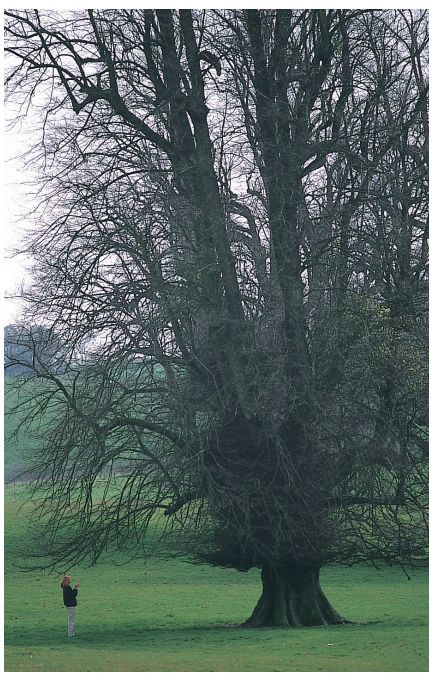 识别树木的最快方法,真假树木鉴别方法