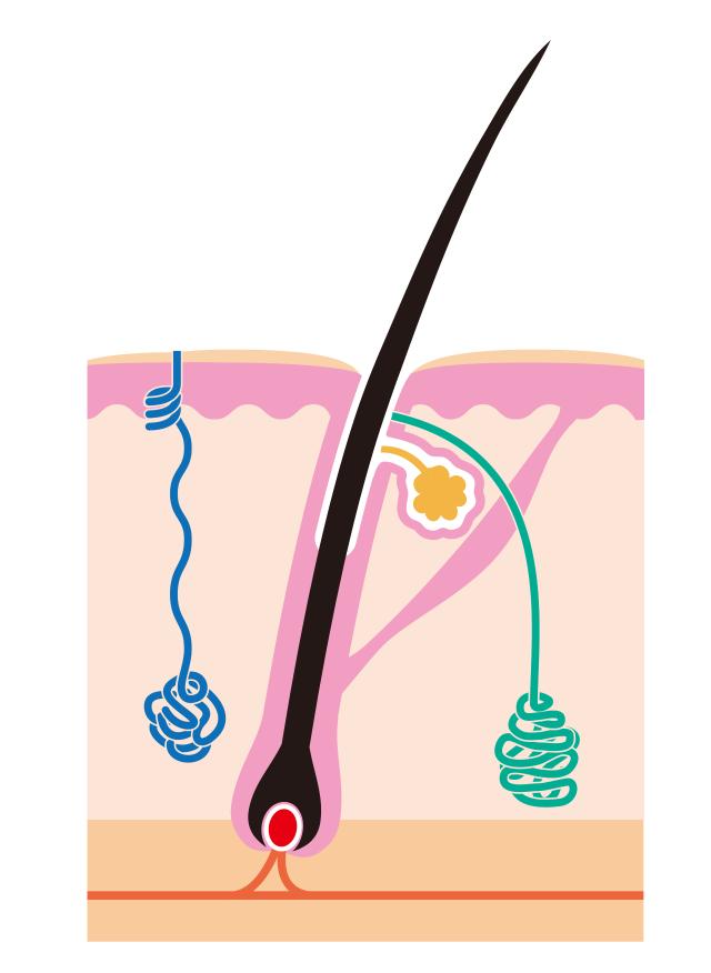 被染上狐臭怎么去除,被狐臭困扰几年了怎么办