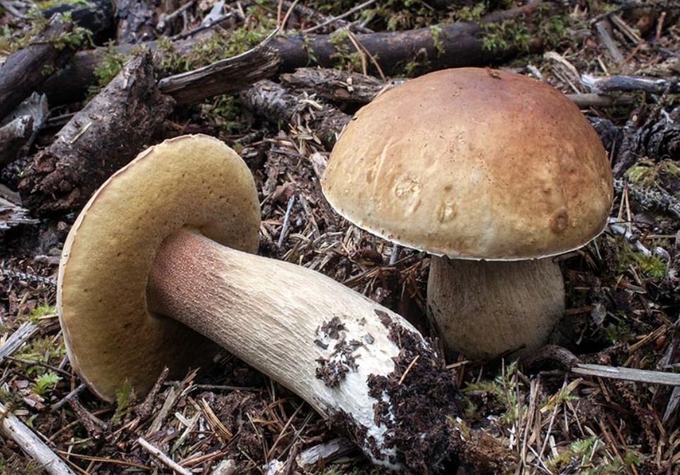 云南真的有很多毒蘑菇吗,云南的蘑菇真的那么毒吗