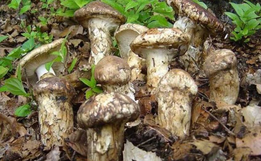 云南真的有很多毒蘑菇吗,云南的蘑菇真的那么毒吗