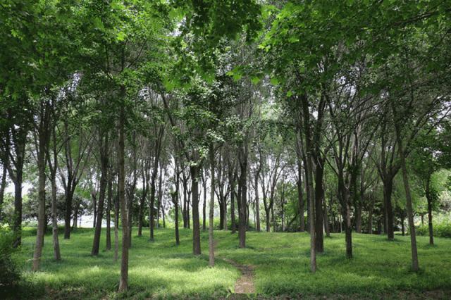 郑州大发展趋势,郑州大变革