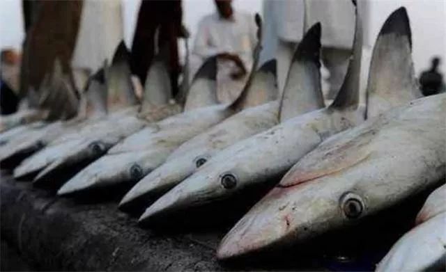 迪拜最有钱女人,迪拜和哪个国家关系好