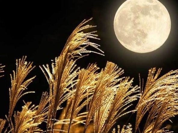 但愿人长久千里共婵娟台湾,但愿人长久日本