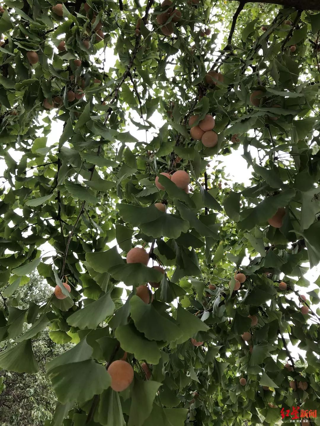 这种常见果子有剧毒千万别吃,街上看到这种果子千万别碰