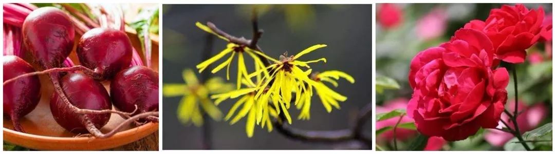 这款急救弹性蛋白贴，每天一片赶走干纹，还你天鹅美颈