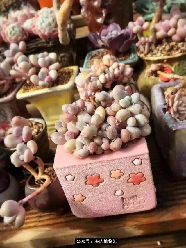 阳台如何让它变得很漂亮,怎么让阳台能种更多花