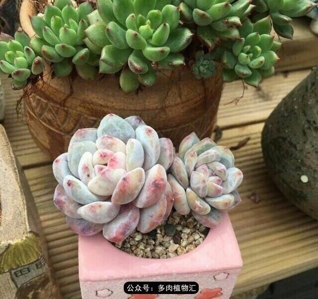 阳台如何让它变得很漂亮,怎么让阳台能种更多花